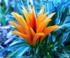 Экзотический цветок Оранжевый